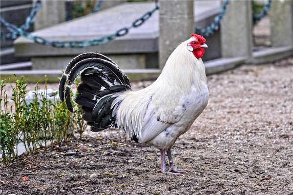 夢見雞死了是什麼預兆_周公解夢