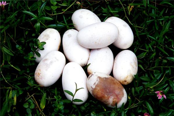 夢到蛇蛋預示著什麼_周公解夢