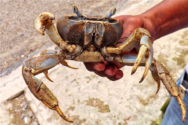 夢到孕婦抓螃蟹是凶兆還是吉兆_周公解夢