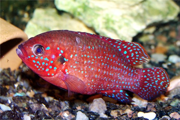 夢見吐魚預示什麼_周公解夢