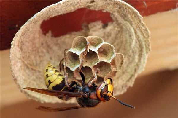 夢到馬蜂蟄會是什麼預兆_周公解夢