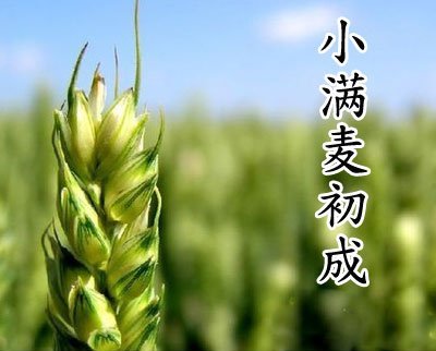 小滿麥初成