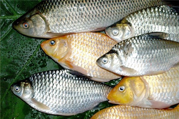夢見殺鯽魚的預兆_周公解夢