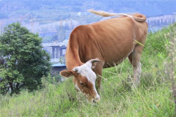 夢見一頭牛是什麼意思_周公解夢