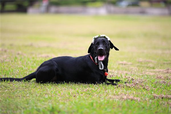 夢見被黑狗咬到手_周公解夢