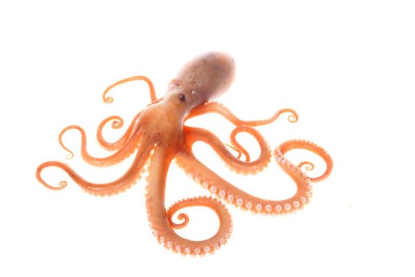 夢見八爪魚_周公解夢