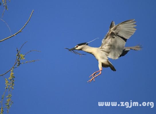 夢見鳥飛