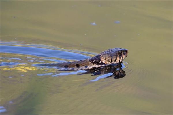 女的夢到沒有頭的蛇_周公解夢