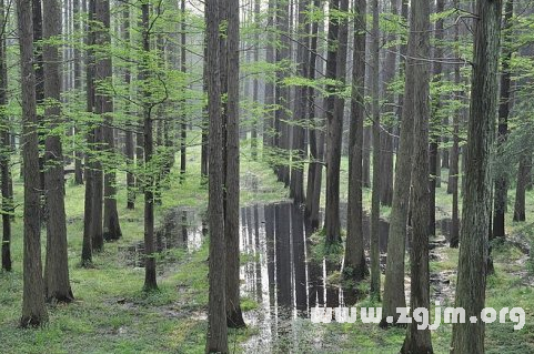 夢見一片樹林