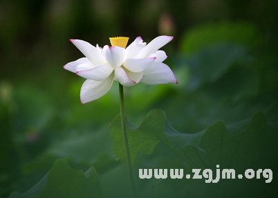 夢見外表清麗脫俗的蓮花