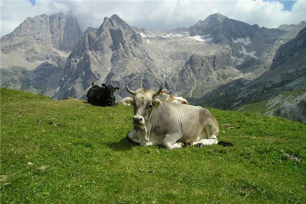 夢見殺牛是什麼預兆_周公解夢