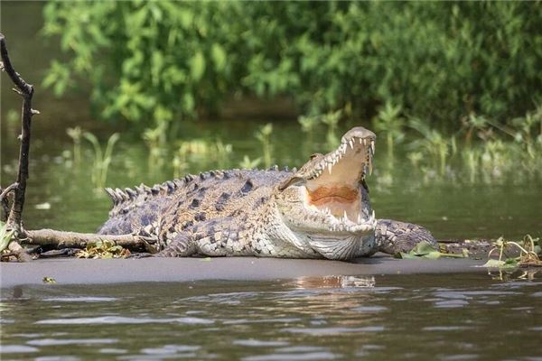 夢見抓鱷魚_周公解夢