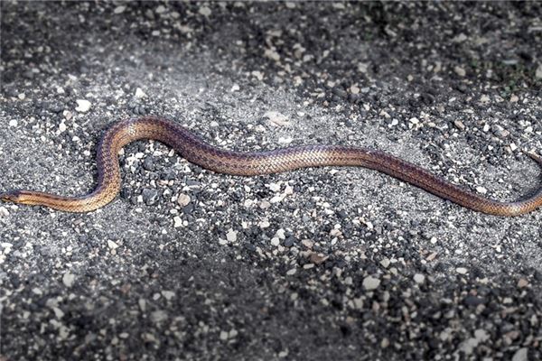 屬鼠2020年多少歲_十二生肖