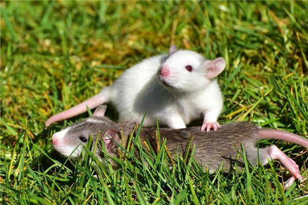 屬鼠的2021年年紀事業怎樣_十二生肖