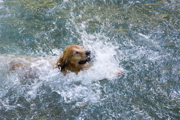 夢見狗在水裡_周公解夢