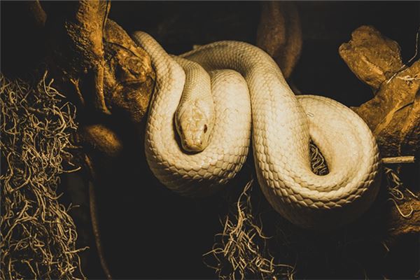 女人夢見白色蛇_周公解夢