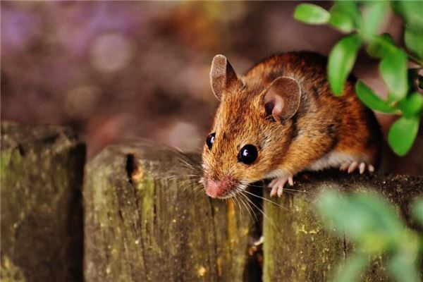 屬鼠人的婚姻與命運平安嗎_十二生肖