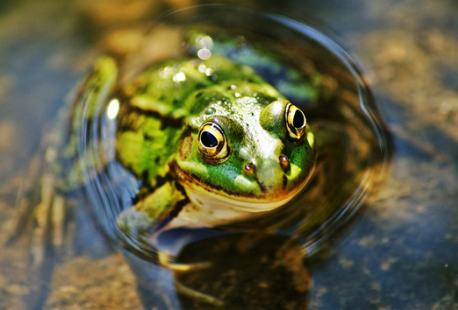 夢見青蛙在水裡游