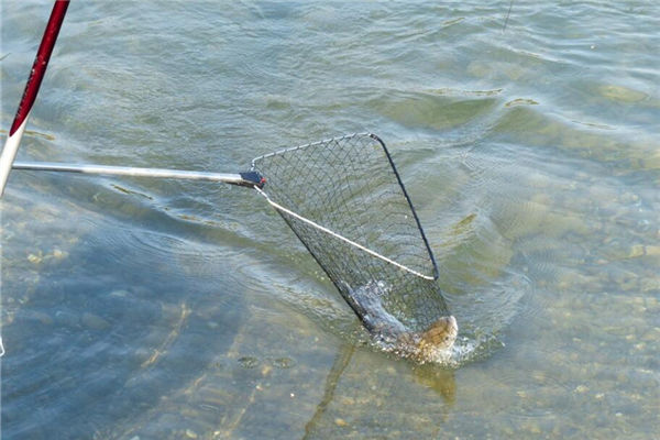 夢見抽水抓魚是什麼意思_周公解夢