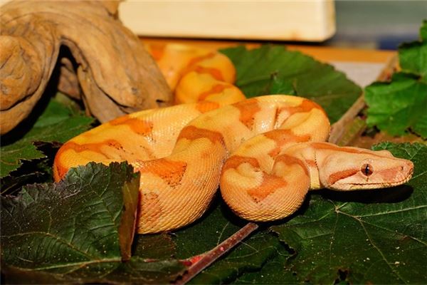 做夢夢到黃金蟒蛇是什麼意思_周公解夢