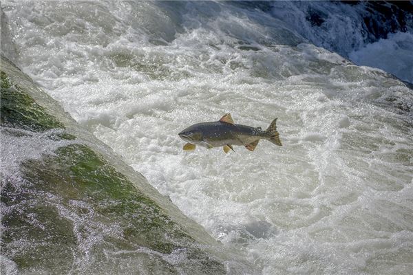 夢見大魚在水裡游_周公解夢