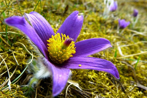 夢到了孕婦種花有什麼意義嗎_周公解夢