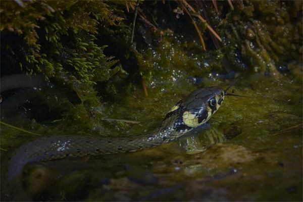 夢見兩隻蛇啥意思_周公解夢