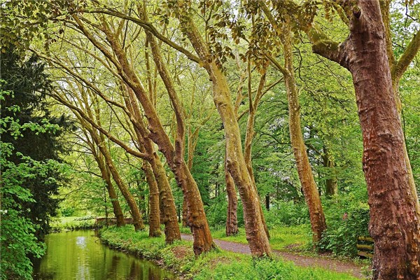 夢到了桐子樹是什麼意思_周公解夢