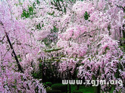 水瓶座春遊賞花推薦_十二星座