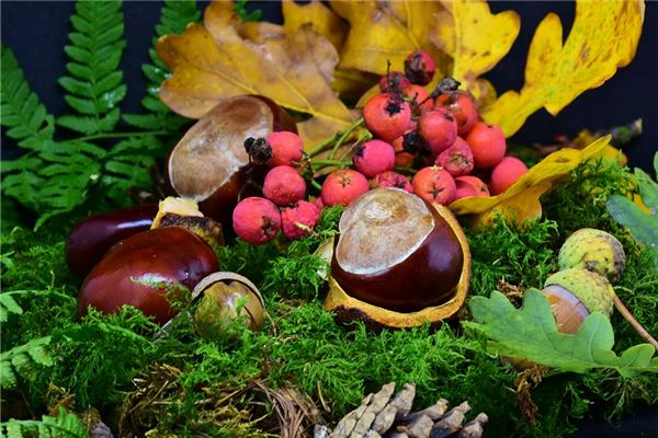 夢見吃野果子_周公解夢