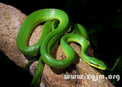 夢見綠色的蛇