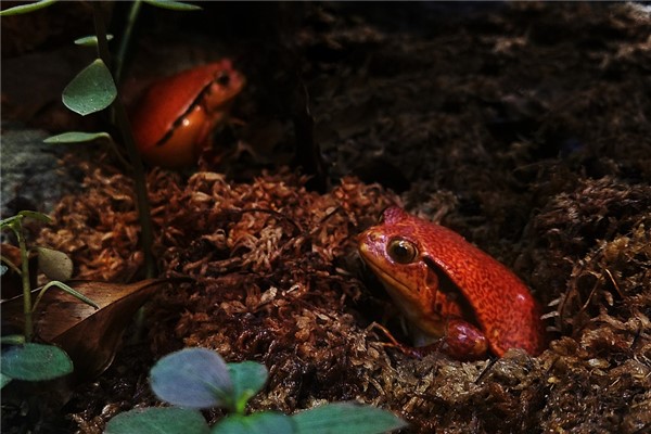 夢到了紅青蛙會是什麼預兆_周公解夢