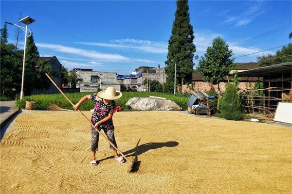 夢見曬穀子鋪滿地_周公解夢