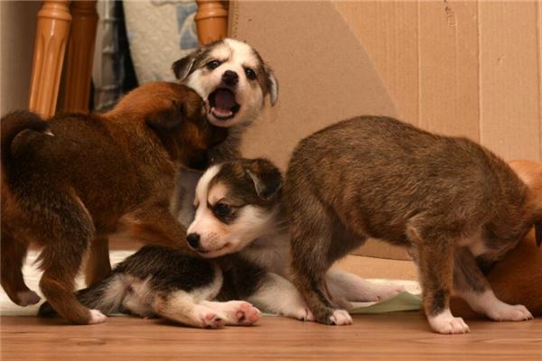 女人夢見幾隻狗_周公解夢