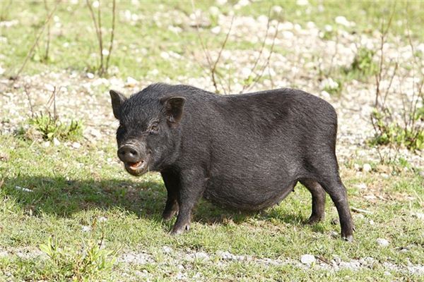 夢見黑豬崽_周公解夢