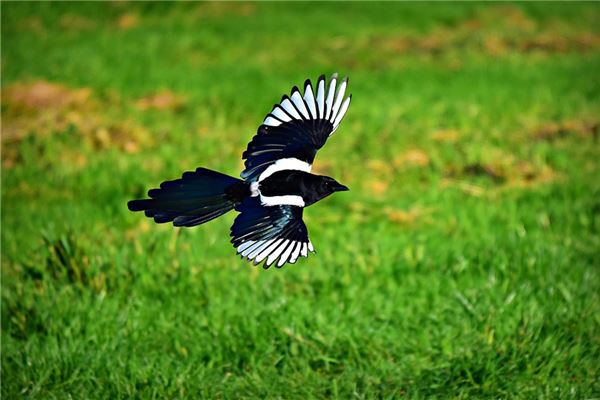 夢到了九頭鳥預兆了什麼嗎_周公解夢
