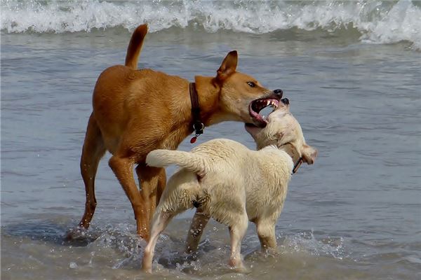 夢見狗咬狗_周公解夢