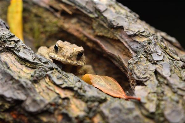 夢見蟾蜍是什麼徵兆_周公解夢