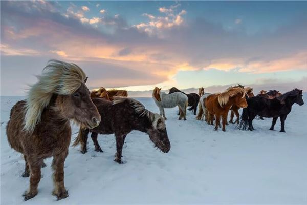 夢見一群馬_周公解夢