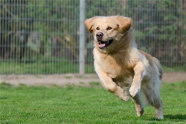 夢到狗瘋了是啥預兆_周公解夢