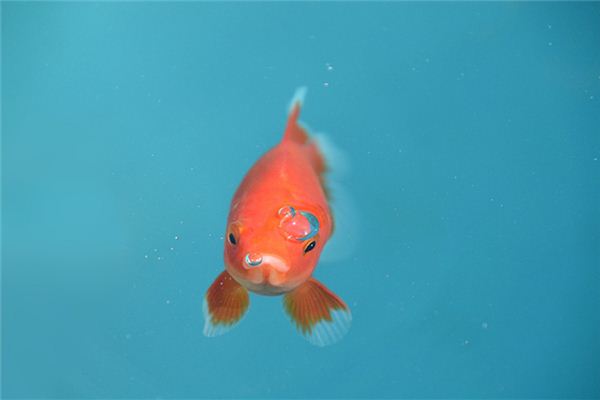 女人夢見被魚咬手_周公解夢