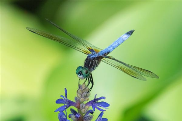夢見蜻蜓是什麼意思_周公解夢