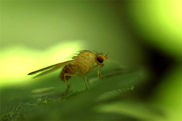 夢到用腳踩死蟲子_周公解夢