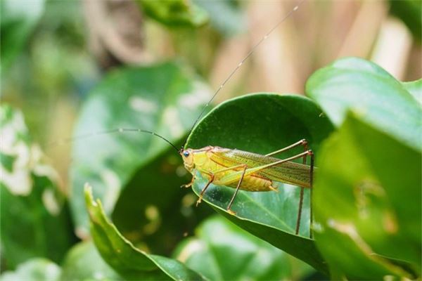 夢見綠色的蟲子_周公解夢