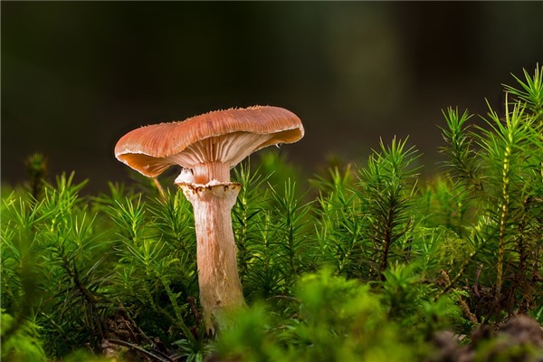 夢到樹上長蘑菇是啥預兆_周公解夢