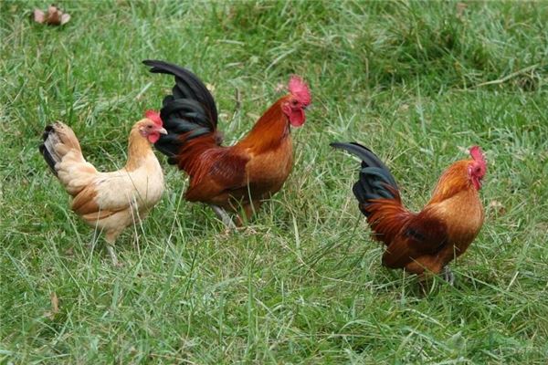 夢見雞死了_周公解夢