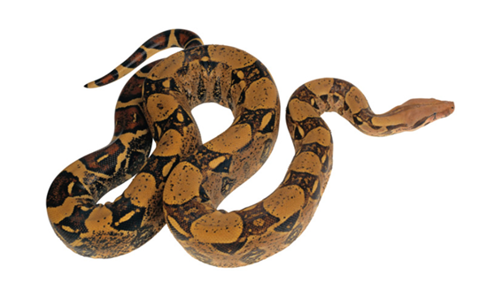 12星座一不小心被蛇咬了_十二星座