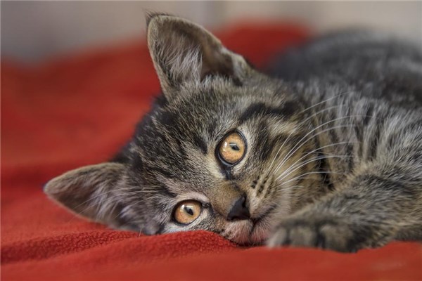 夢到了貓咬貓意味著什麼_周公解夢