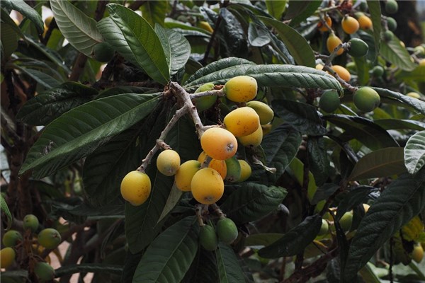 夢到了琵琶樹是什麼啟示_周公解夢