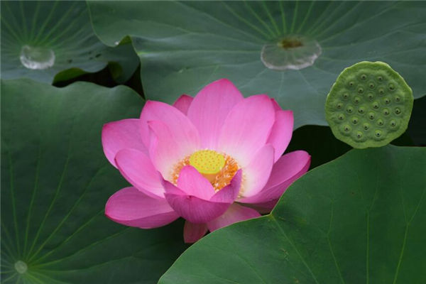 夢見蓮蓬是什麼意思_周公解夢